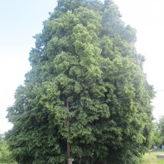 Az abaújvári két hársfa
