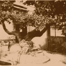 Ősöreg tabáni eperfa