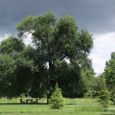 Egy mesebeli vén vackorfa, avagy a gödöllői magányos óriás története