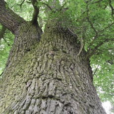 Egy mesebeli vén vackorfa, avagy a gödöllői magányos óriás története